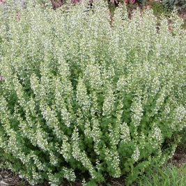 Calamintha nepeta Montrose White #1