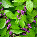 Callicarpa dich Early Amethyst #3