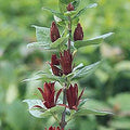 Calycanthus floridus #2