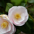 Camellia April Blush #3