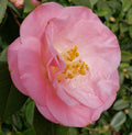 Camellia jap April Remembered #3