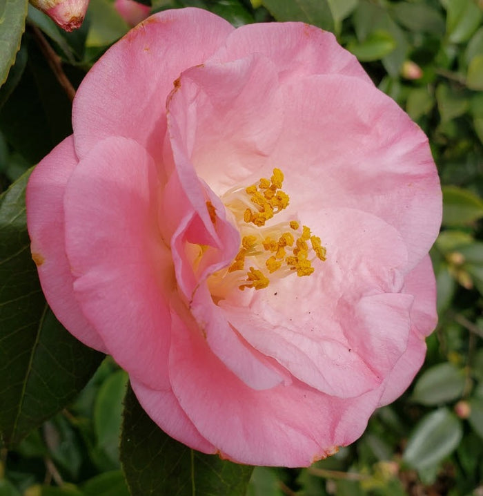 Camellia jap April Remembered #3