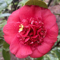 Camellia jap April Tryst #3