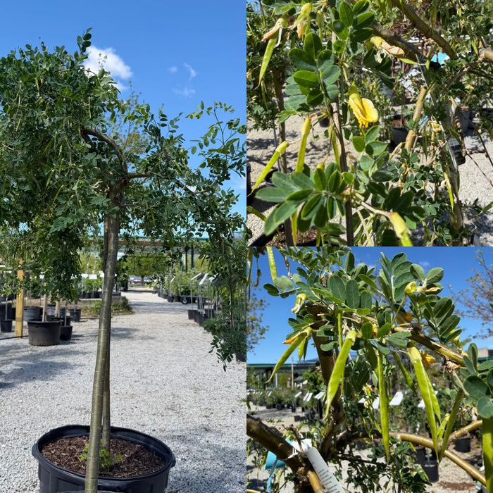Caragana arb pendula #7