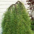 Caragana arb Walkeri #10