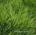 Carex amphibola #1