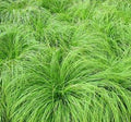 Carex montana #1