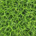 Carex muskingumensis Little Midge #1