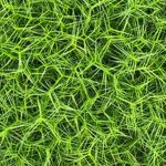 Carex muskingumensis Little Midge #1
