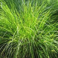 Carex vulpinoidea #1