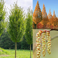 Carpinus b fastigiata 2"