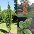 Carpinus b Lucas 1.75"