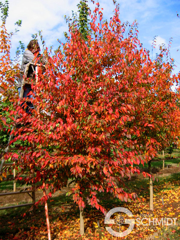 Carpinus c Native Flame #15