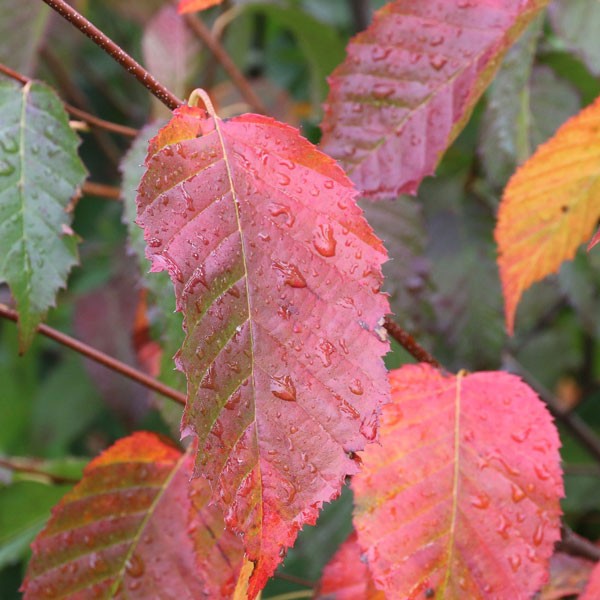 Carpinus c Rising Fire #15