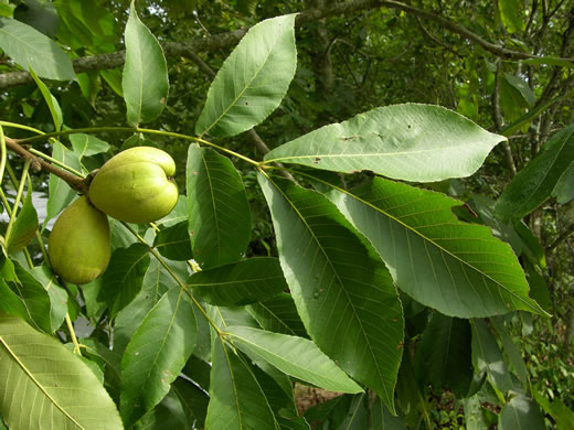 Carya laciniosa #3