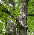 Carya ovata #3