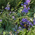 Caryopteris Dark Knight #3