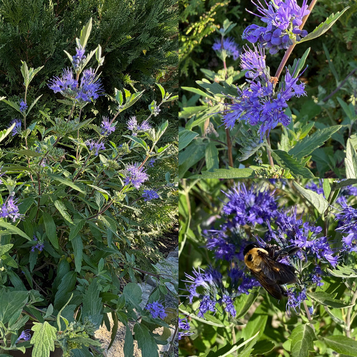 Caryopteris Dark Knight #3