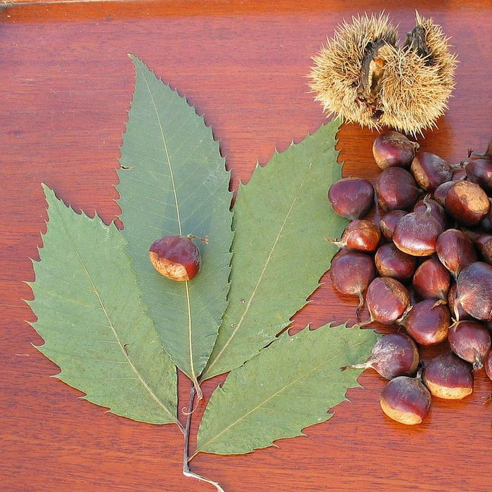 Castanea dentata #3