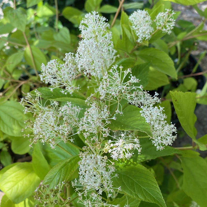 Ceanothus americanus #1