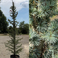 Cedrus a Fastigiata #6