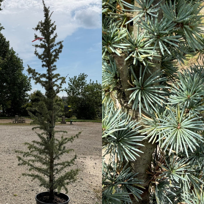 Cedrus a Fastigiata #6