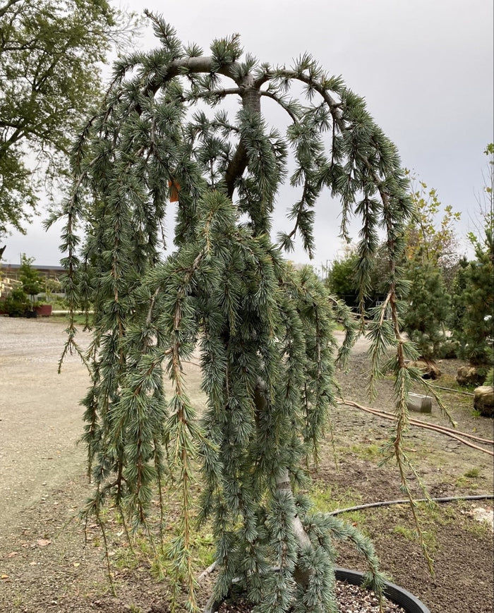 Cedrus a glauca pendula #10