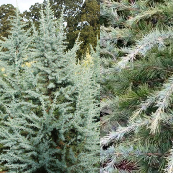 Cedrus deodara Electra Blue 4'