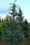 Cedrus deodara Karl Fuchs #6