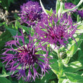 Centaurea Amethyst Dream 1 qt