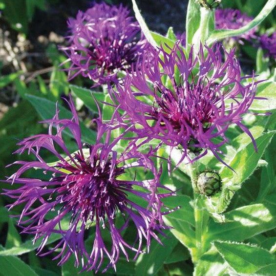 Centaurea Amethyst Dream 1 qt
