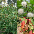 Cephalanthus occ Crimson Comet #3