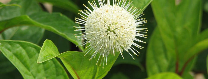 Cephalanthus occ Fiber Optics #3