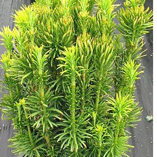 Cephalotaxus har fastigiata #2