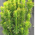 Cephalotaxus har fastigiata #3