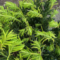 Cephalotaxus har Hedgehog #3