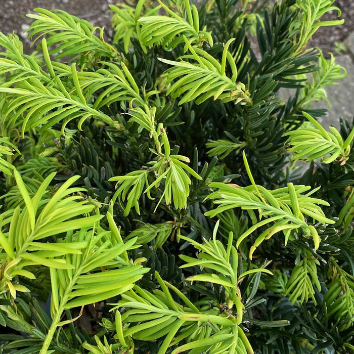 Cephalotaxus har Hedgehog #3