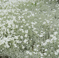 Cerastium tomentosum 1 qt