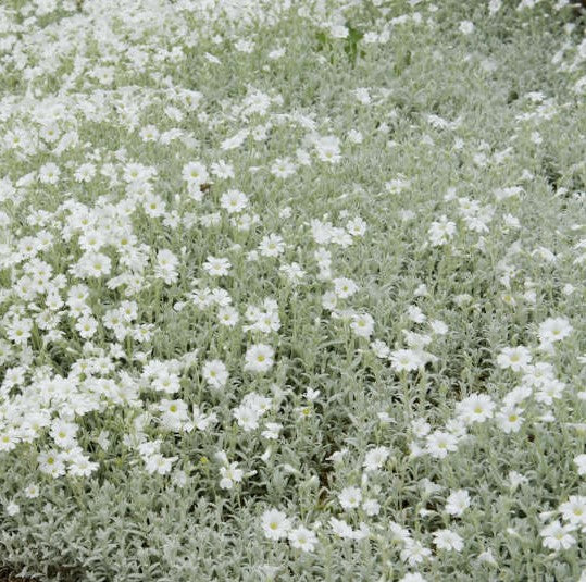 Cerastium tomentosum 1 qt