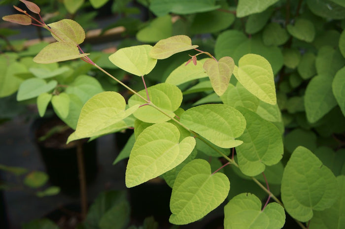 Cercidiphyllum jap Claim Jumper #6