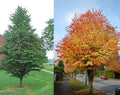 Cercidiphyllum japonicum #10