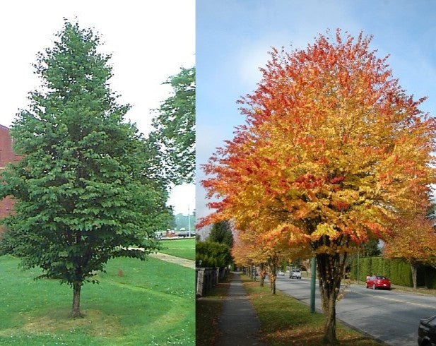 Cercidiphyllum japonicum #10