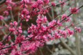 Cercis can Appalachian Red #5