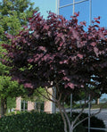 Cercis can Black Pearl #7