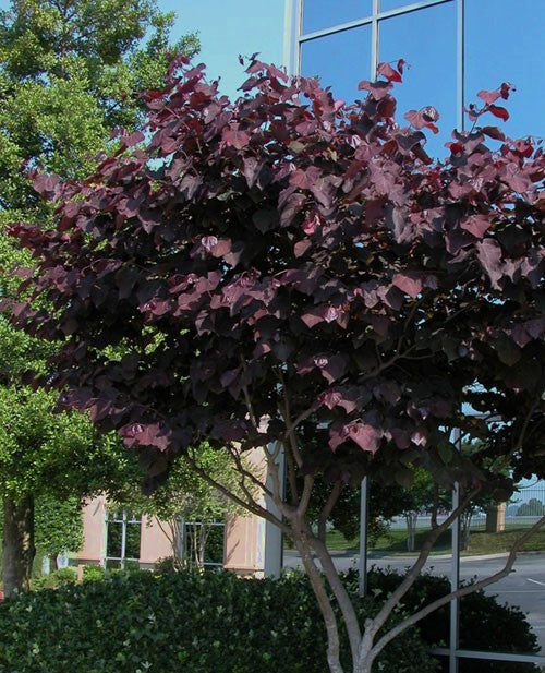 Cercis can Black Pearl #7