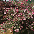 Cercis can Carolina Sweethart #15