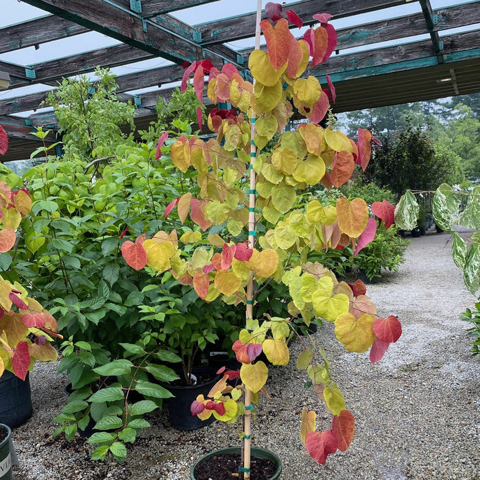 Cercis can Flame Thrower #5