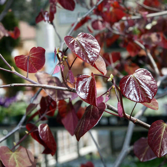 Cercis can Forest Pansy 1.5"