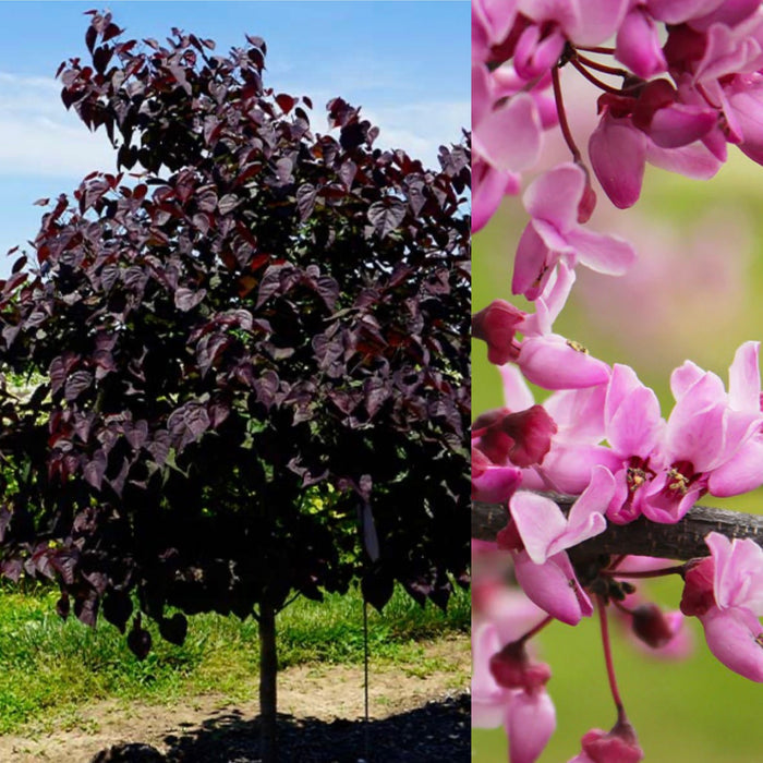 Cercis can Garden Gems Amethyst #5