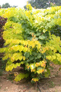 Cercis can Hearts of Gold #7